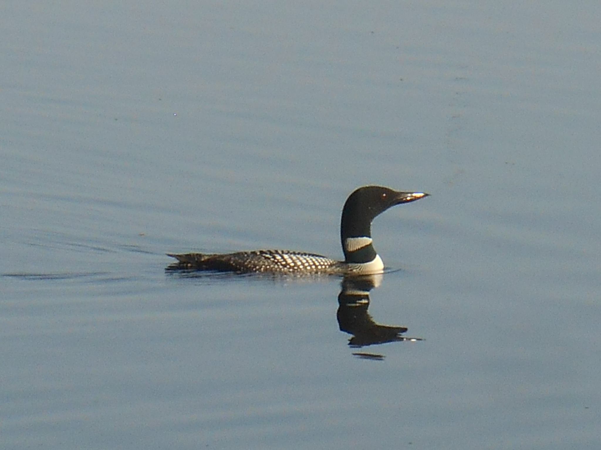 Anne's mediocre poetry